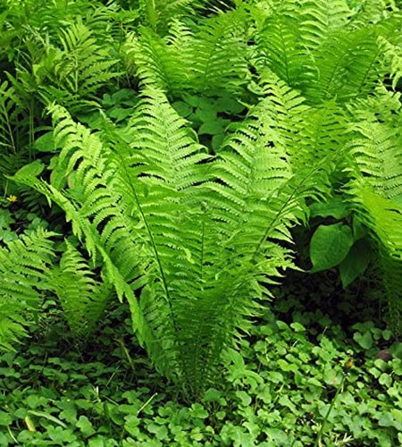 the ostritch fern can grow up to 1.5 meters in height