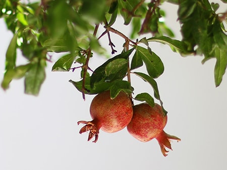 people sometimes don't realize pomegranates are considered a berry