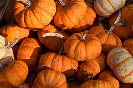 while you can't grow giant pumpkins as a vine vegetable you can grow their smaller variety