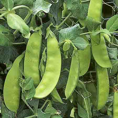 snow peas are perfect to be grown during the colder months just as well as the warmer