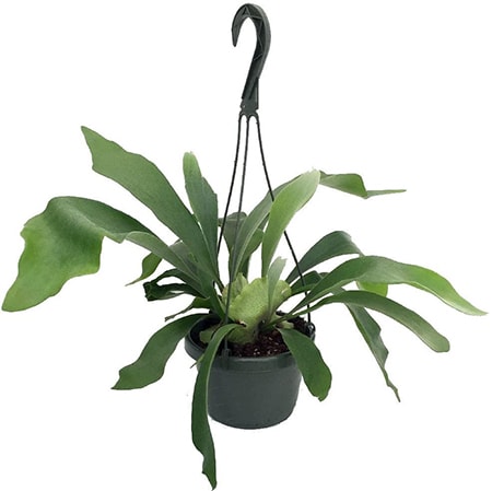 staghorn fern varieties are also mainly found in Australia