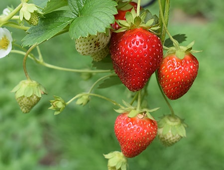 strawberries are fantastically sweet berries with a wonderful flavor used in all types of dishes and drinks