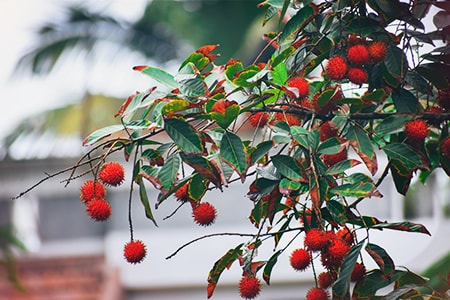 strawberry bush