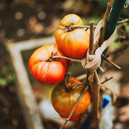 tomatoes are the quintessential climber vegetables