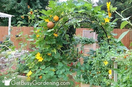 trellis vertical gardening is perfect for heavier climbing vegetables