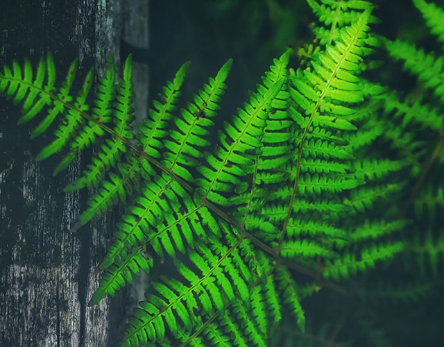types of ferns