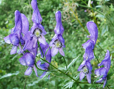 Aconitum is among the historically toxic flowers used in medicine in the past