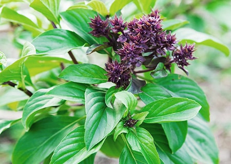 Basil Varieties - types of basil