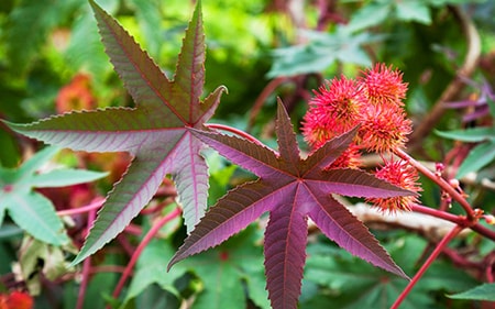 the castor oil plant is the most poisonous plant in the world and one of the most deadly flowers ever