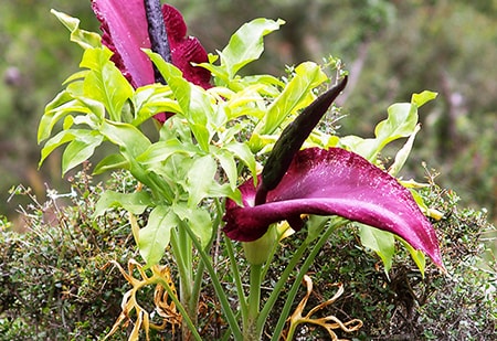 Dracunculus Vulgaris is one of the poisonous flowers to humans