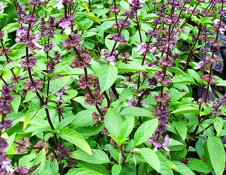 How to Harvest Basil