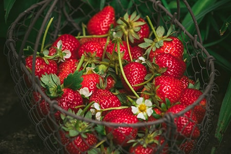 How to Harvest Strawberries