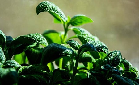 How to Plant Basil