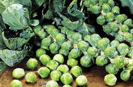 How to Plant Brussels Sprouts