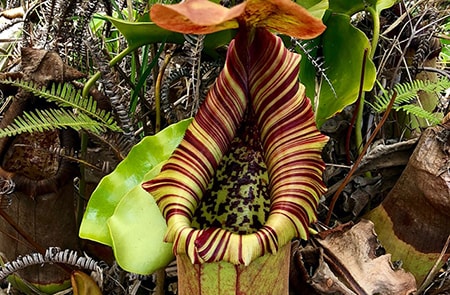 Nepenthes Truncata is such a weird looking flower that can eat rodents!