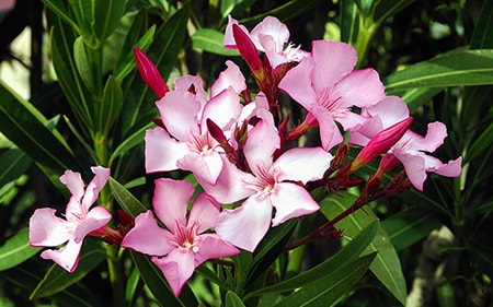 Nerium Oleander is one of the most visually attractive of the poisonous flowers