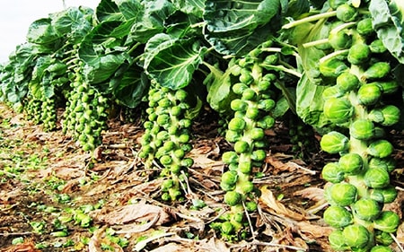 Planting Brussels Sprouts