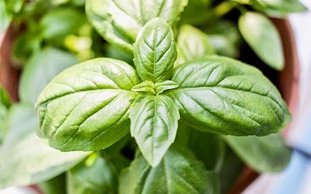 When to Plant Basil