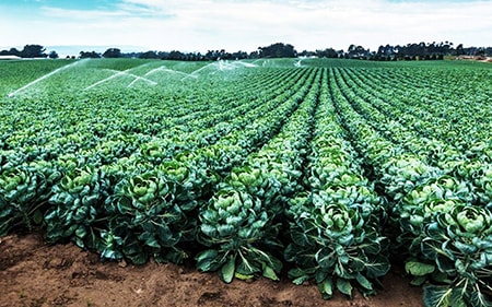 When to Plant Brussels Sprouts