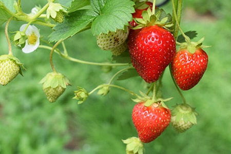 When to Plant Strawberries