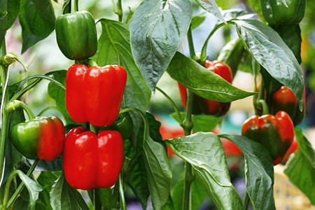 bell pepper plant care