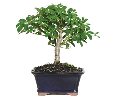 bonsai dwarf umbrella tree