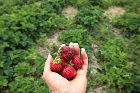 caring for strawberries