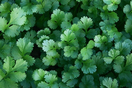 cilantro plant care