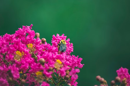 pruning your crepe myrtle back helps prevent health problems, over-growth, and disease and pests