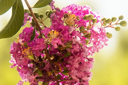 don't prune your crepe myrtle bush incredibly short because it damages future growth, shape, and health