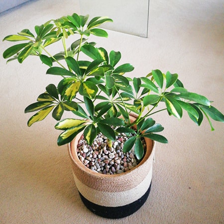 dwarf umbrella tree care