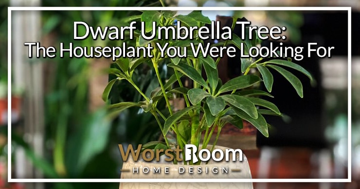 dwarf umbrella tree