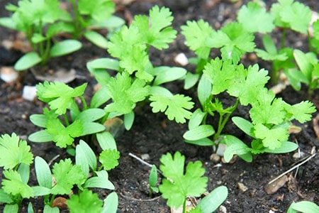 growing cilantro