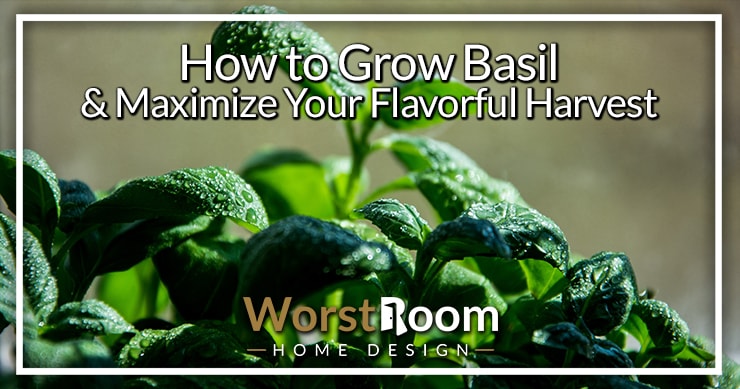 how to grow basil