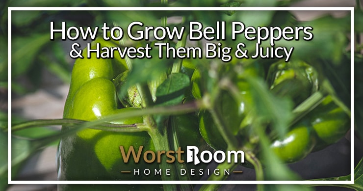 How to Grow Bell Peppers & Harvest Them Big & Juicy