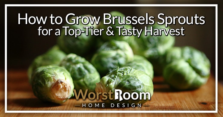 how to grow brussels sprouts