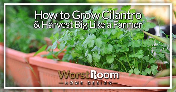 how to grow cilantro