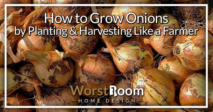 how to grow onions