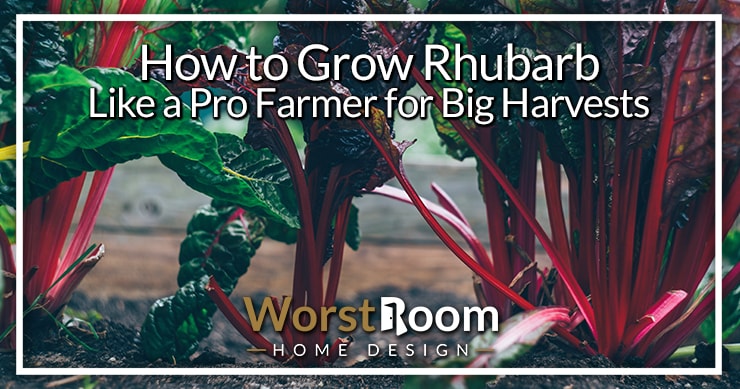 how to grow rhubarb