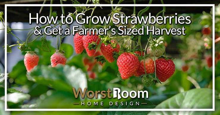 how to grow strawberries