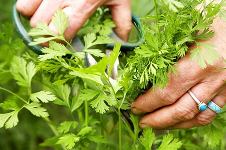 how to harvest cilantro