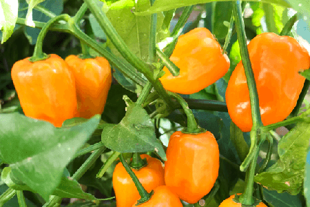 how to plant bell peppers
