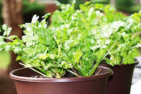 how to plant cilantro