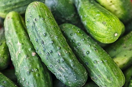 how to plant cucumbers