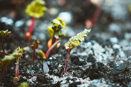 how to plant rhubarb