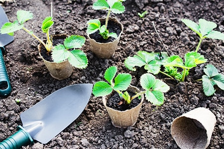 How to Grow Strawberries & Get a Farmer's Sized Harvest - Worst Room