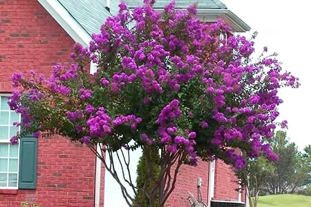 when to prune crepe myrtle