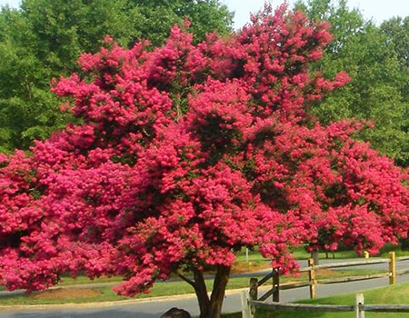 how to prune crepe myrtle like a pro to rein in the wild growth and make it beautiful in your yard or garden