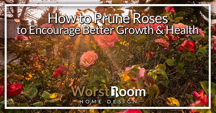 how to prune roses