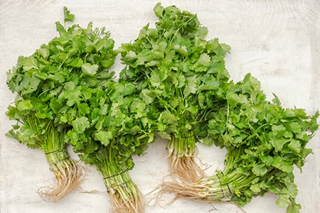 how to store cilantro